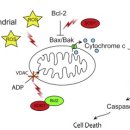 Re:The role of mitochondria in amyotrophic lateral sclerosis 이미지