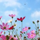 언덕위의 집 이미지