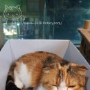 캣존 이미지