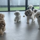 멈무유치원 | [공지] 비 오는 날 강아지 유치원 등원, 선생님 바라기 우리 댕댕이 드라이룸 훈련까지 완벽 적응한 후기
