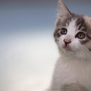 치매예방을 위한 뇌건강 레시피 이미지