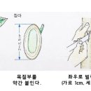 소나무분재 방법과 눈접방법 이미지