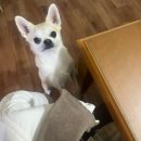 멍사랑 | 광주 강아지 케이크 멍베이크 | 장군이 먹방으로 증명된 맛있는 수제 케이크 후기