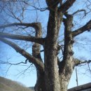 마을 보호수 이미지