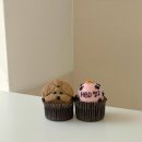 퍼피비스킷 이미지