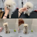 토브네 펫살롱 이미지