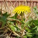 민들레양계장 이미지