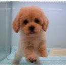 더케이펫 강아지분양 네이버블로그