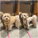어썸펫 | 수원 정자동 강아지 미용 잘하는 곳! 마루가 2년째 다니는 어썸펫 후기