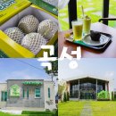 곡성읍 대평2구 마을회관 | 곡성 멜론 맛보러 멜롱살롱 카페 체험 금예마을 게스트하우스까지