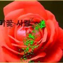 ＜동영상＞ ﻿장미꽃 사랑 / 손병흥 이미지