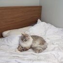 펫도어