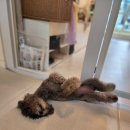 반짝반짝내작은개 이미지