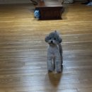 즐겨찾개 이미지