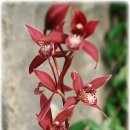 꽃보다 보세 이미지