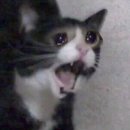 없음 | 제트헬퍼 나이트번4 효과없음? 내돈내산 후기