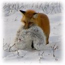 북극 여우를 죽이는 붉은 여우의 정보 이미지