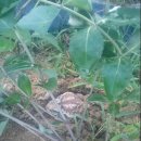 작전목장 이미지