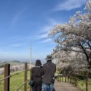 연두목장 | 우리의사계절_봄 : 서산 한우목장 웰빙산책로 벚꽃 실시간