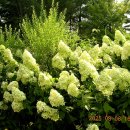 강원멧돼지식당 이미지