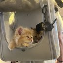 가방위에 고양이 이미지