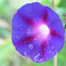 들꽃세상 이미지