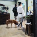 임현곤반려견교육센터