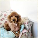 즐거운애견미용실 이미지