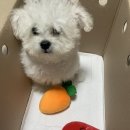 빼로독 강아지 안양평촌점 이미지