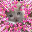 아껴줄개 | [전시] 관광객 규칙! 아낄 건 아껴~🇳🇱🌷 | 네덜란드 뮤지엄 패스 임시 카드 구입 및 사용 후기