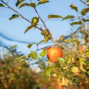 대흥 은행나무길 이미지