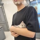 부산강아지분양 알프펫 이미지