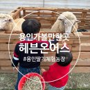 전진농장 | (용인가볼만한곳) 헤븐온어스 딸기체험, 동물농장 아이와 다녀온 후