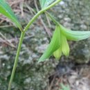 풀꽃마중 이미지