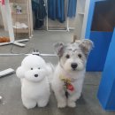 원애견샵 이미지