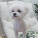 스담멍스 이미지