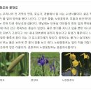 수생식물 - 부유식물(부래옥잠.물상추) 부엽식물(마름.수련) 정수식물(애기부들.갈대) 이미지