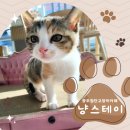 CU 첨단제일점 | 광주 새로 오픈한 첨단고양이카페 냥스테이 이색데이트 추천