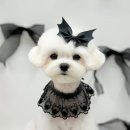 윈썸그루밍 이미지