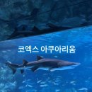 어항고개 | 서울/강남구 실내데이트 0순위 추천 코엑스 아쿠아리움 방문 후기