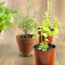 페퍼민트 이미지