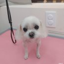 두유네 애견미용실 이미지