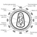 무분별한 [mRNA 주사]는 [GMO 인간] 의 출현을 나타나게 합니다. 이미지