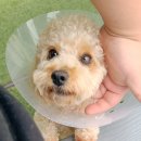 마마독스 애견호텔 이미지