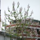 오동나무한의원 이미지