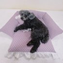 펫의류&펫소품 만들기 이미지