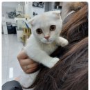 버디독 고양이분양 강아지분양 안심분양센터 인천점 이미지