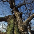 영천 약남리 회화나무 이미지