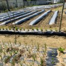 시고르하우스 이미지