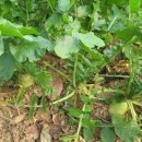 고천농장 이미지